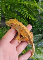 Wimpergekko man, Dieren en Toebehoren, Reptielen en Amfibieën, Hagedis, Tam, 0 tot 2 jaar