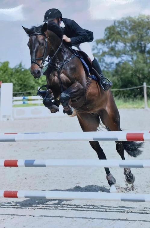 Springpaard 6j te koop., Dieren en Toebehoren, Paarden, Ruin, Z, 170 tot 175 cm, 3 tot 6 jaar, Springpaard, Met stamboom, Gechipt