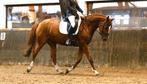TOP JUMENT DE DRESSAGE – À SAISIR !, Dieren en Toebehoren