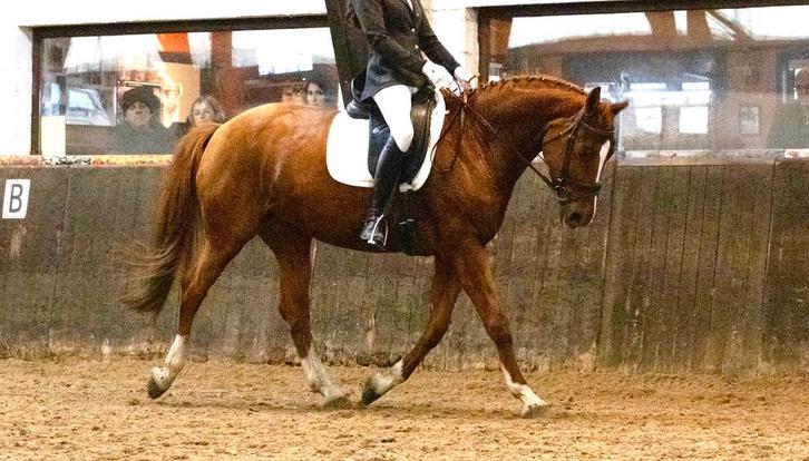 TOP JUMENT DE DRESSAGE – À SAISIR !, Dieren en Toebehoren, Paarden