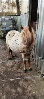 5 jarige NAS merrie 107cm groot, Dieren en Toebehoren, Pony's, Merrie, Gechipt, Niet van toepassing, A pony (tot 1.17m)