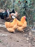Orpington koppel, Dieren en Toebehoren, Pluimvee