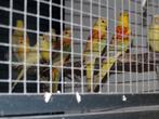 Kanaries . Vogelbeurs Aarschot 30-11-2025, Dieren en Toebehoren, Meerdere dieren, Kleurkanarie