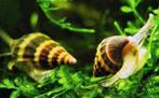 Helenaslakken, Animaux & Accessoires, Poissons | Poissons d'aquarium, Poisson d'eau douce, Escargot ou Mollusque