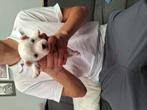 Maltezer pups, België, Maltezer, Particulier, 8 tot 15 weken