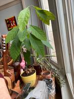 Avocado plantje, Huis en Inrichting, Kamerplanten, Ophalen of Verzenden