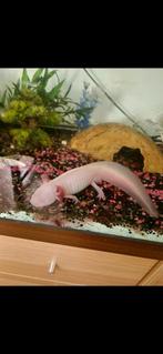 Axolotl, Dieren en Toebehoren