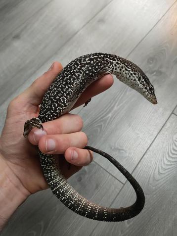 Varanus similis beschikbaar voor biedingen