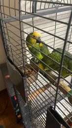 Amazon heeft een blauwe voorkant, Mannelijk, Papegaai, Pratend