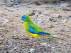 vogels, Meerdere dieren, Parkiet, Geringd