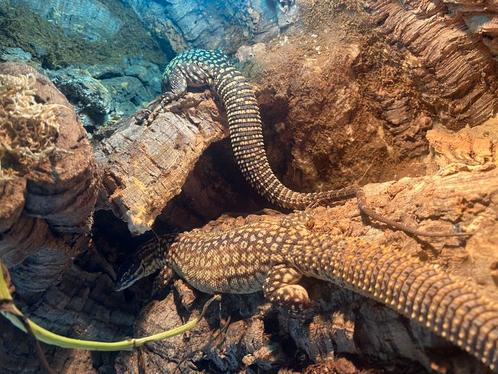 Bewezen kweek koppel Varanus acanthurus, Dieren en Toebehoren, Reptielen en Amfibieën, Overige soorten, 3 tot 6 jaar, Tam