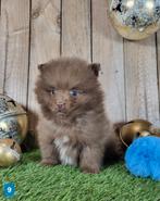 Chiot de Poméranie/Chiot pygmée/pompon / petit loulou