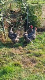 Mechelse koekoeken hennen zuiverras en zware, Meerdere dieren, Kip