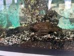 Algeneter pleco ongeveer 20cm groot, Ophalen