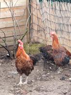 Ik heb nog vier jonge hanen te koop, Animaux & Accessoires, Volatiles, Mâle, Poule ou poulet