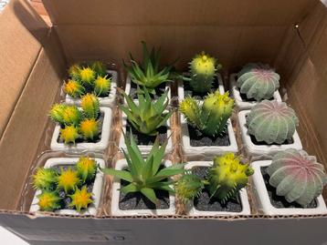 Nep plantjes beschikbaar voor biedingen