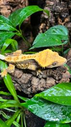Gecko a crete crested gecko wimpergecko, Dieren en Toebehoren, Reptielen en Amfibieën