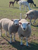 Rams à vendre, Animaux & Accessoires, Moutons, Chèvres & Cochons