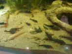 Ancistrus, Dieren en Toebehoren, Vis, Zoetwatervis