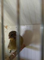 Glosters, Dieren en Toebehoren, Vogels | Kanaries