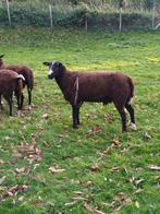 Zwarbles Ram, Dieren en Toebehoren, Schapen, Geiten en Varkens, Mannelijk, Schaap, 0 tot 2 jaar