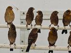 Mexicaanse roodmussen, Meerdere dieren