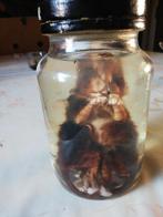 chat siamois, Collections, Collections Animaux, Enlèvement, Chien ou Chat, Animal empaillé