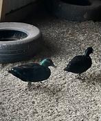 Koppel zwarte hollandse kwakers, Meerdere dieren, Eend