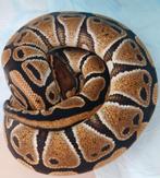 0.1 Python regius 100het DH clown/genetic stripe nk24, Serpent, Domestique, 0 à 2 ans