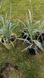 Bont Rietgras /Phalaris arundinacea .....vanaf 1 euro, Jardin & Terrasse, Plantes | Jardin, Plein soleil, Enlèvement, Couvre-sol