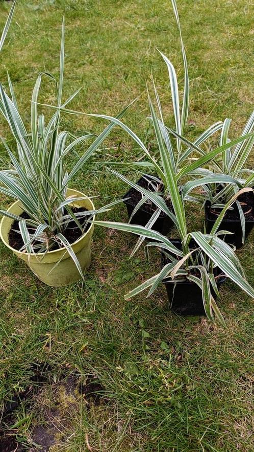 Bont Rietgras /Phalaris arundinacea .....vanaf 1 euro, Jardin & Terrasse, Plantes | Jardin, Plante fixe, Couvre-sol, Plein soleil