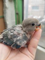 Agapornis baby handtam Blauw, Dieren en Toebehoren, Vogels | Parkieten en Papegaaien, Tam