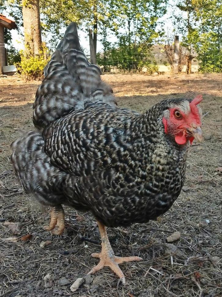 Kippen koekoek jonge hennen beschikbaar, Dieren en Toebehoren, Pluimvee, Kip, Vrouwelijk