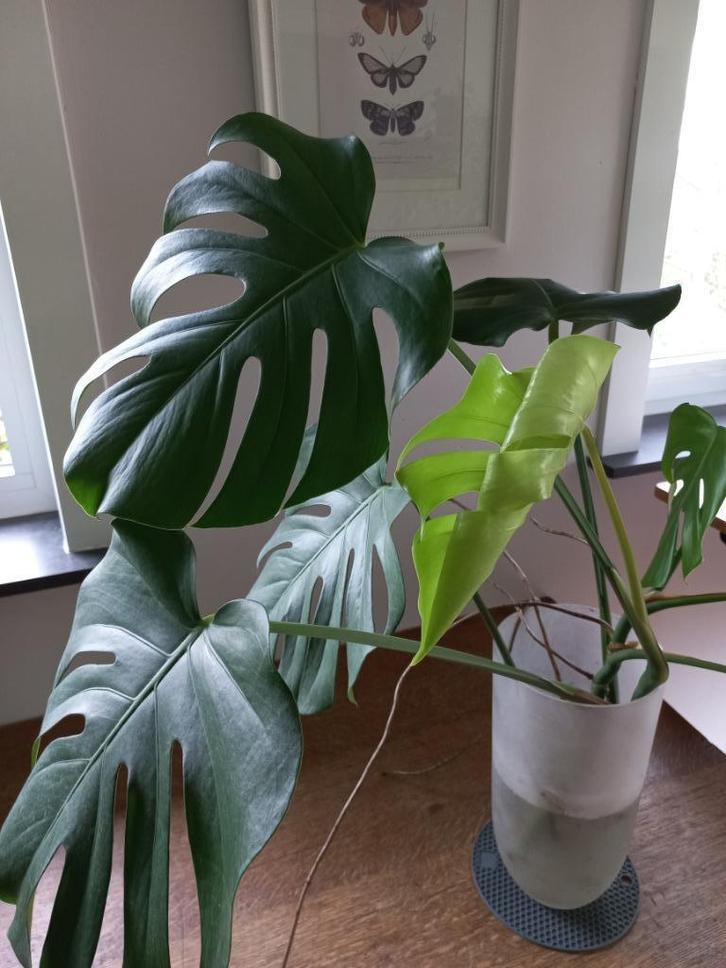 Monstera Deliciosa, gatenplant - hydrocultuur (1), Huis en Inrichting, Kamerplanten, Overige soorten, Minder dan 100 cm, Groene kamerplant