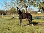 3 jarige ruin, Dieren en Toebehoren, Ruin, Onbeleerd, Gechipt, 170 tot 175 cm