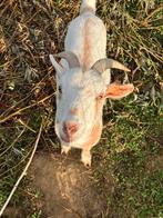 Mieke en gecastreerde bok., Dieren en Toebehoren, Schapen, Geiten en Varkens, Meerdere dieren, Geit, 3 tot 5 jaar