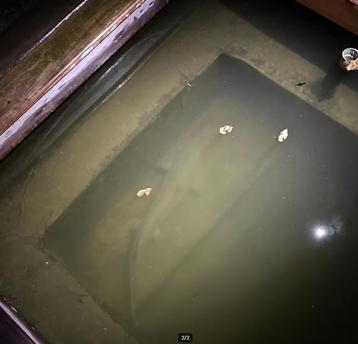STEUR VIS +1m, Esturgeon