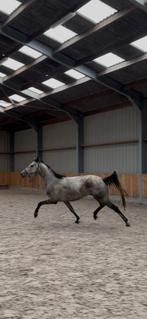 Jonge talentvolle dressuurpaarden, Dieren en Toebehoren, Paarden, Merrie, Gechipt, Dressuurpaard, 3 tot 6 jaar