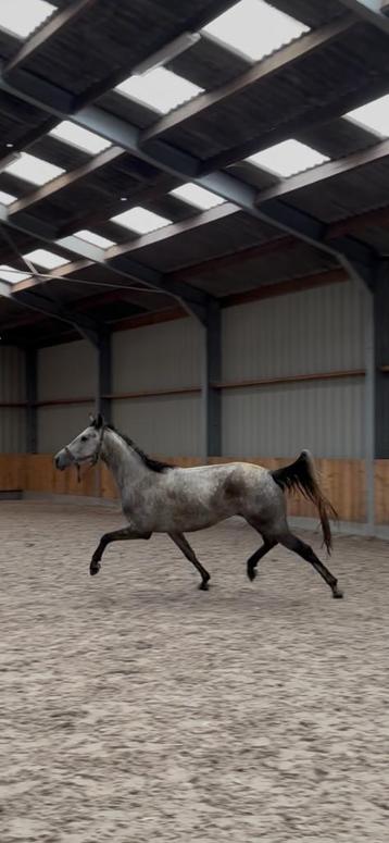 Jonge talentvolle dressuurpaarden beschikbaar voor biedingen