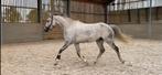 Gereserveerd..Recreatie paard te koop enkel als weidemaatje, Débourré, Vermifugé, Moins de 160 cm, Hongre