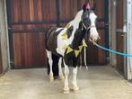 Sprookjes-tinker, ideaal wandelmaatje, Dieren en Toebehoren, B, Ruin, 11 jaar of ouder, Recreatiepony