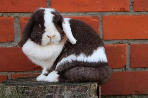 Nederlandse hangoordwerg, Dieren en Toebehoren, Konijnen