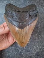 MEGALODON TOOTH USA 288 grammes 13,4 x 9,5 x 2,8 cm, Enlèvement ou Envoi, Fossile