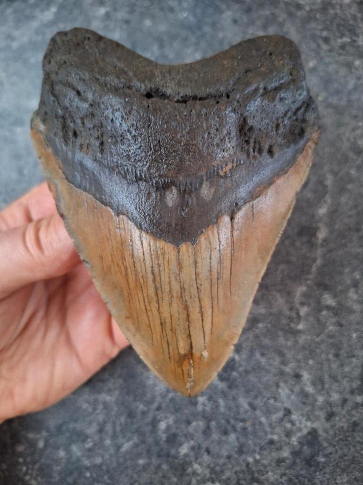 MEGALODON TOOTH USA 288 grammes 13,4 x 9,5 x 2,8 cm, Collections, Minéraux & Fossiles, Fossile, Enlèvement ou Envoi
