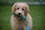 Goldendoodle pups beschikbaar, Dieren en Toebehoren, Honden | Niet-rashonden, Meerdere, 8 tot 15 weken, Meerdere dieren, Middel