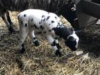 fleslam/paplam gezocht, Dieren en Toebehoren, Schapen, Geiten en Varkens, Geslacht onbekend, Schaap, 0 tot 2 jaar