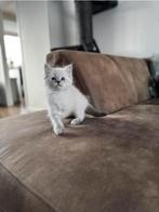 Sibirian x ragdoll kitten, Chatte ou Chat, Avec pedigree, 0 à 2 ans