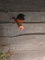 1-0 Shamalijster ( Copsychus malabaricus), Dieren en Toebehoren, Vogels | Overige Vogels, Mannelijk, Tropenvogel, Geringd