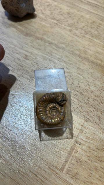 Ammonite doré comme dans les photos  beschikbaar voor biedingen