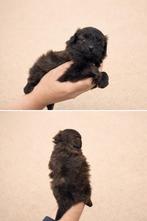 Beaux chiots pomapoo en jouet caniche x chat nain, Caniche, Plusieurs, Hépatite contagieuse (maladie de Rubarth), Belgique